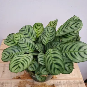 6" calathea burle marx